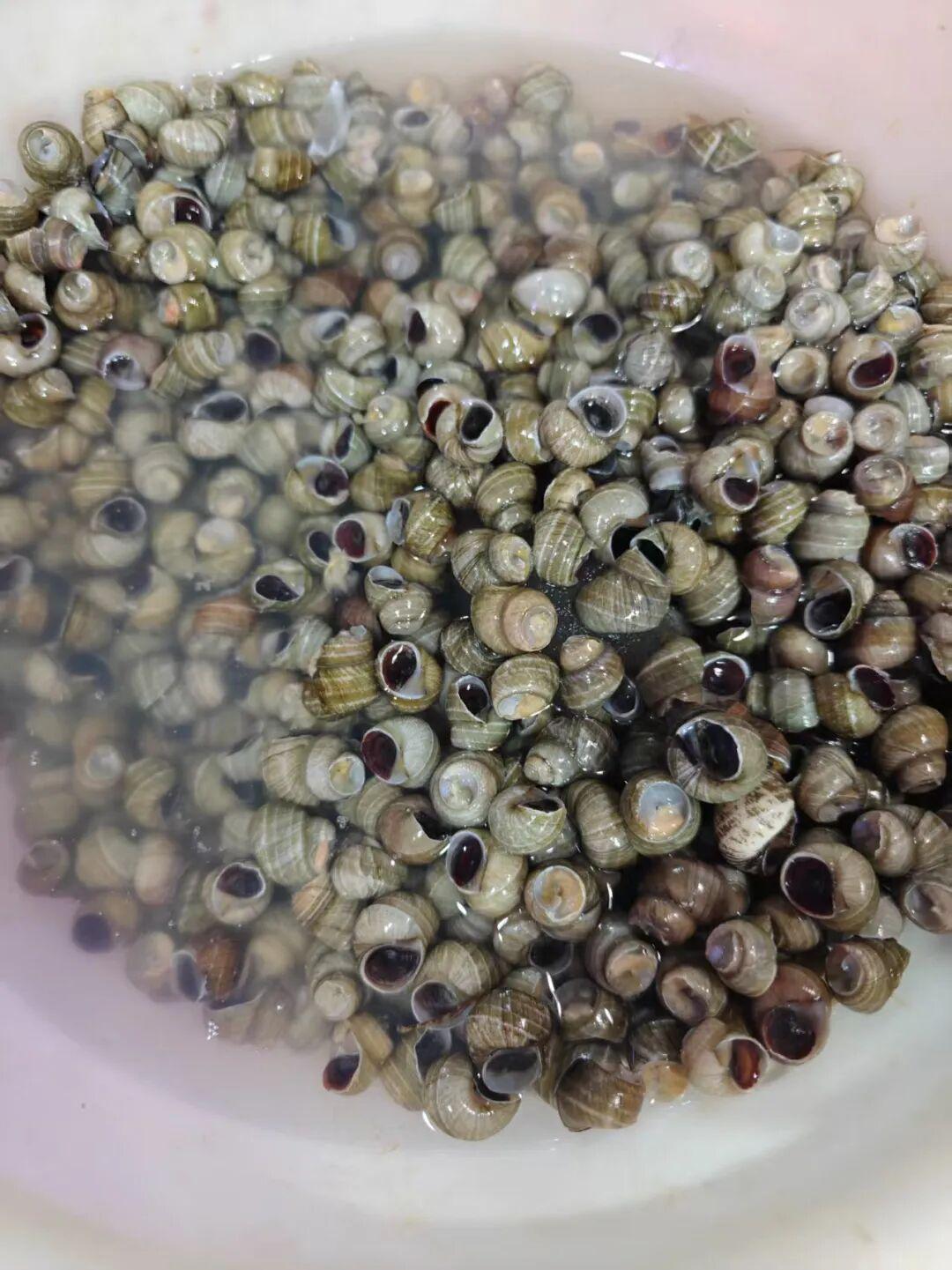  水产供应链深度剖析：季节性溢价与消费替代策略 IT技术