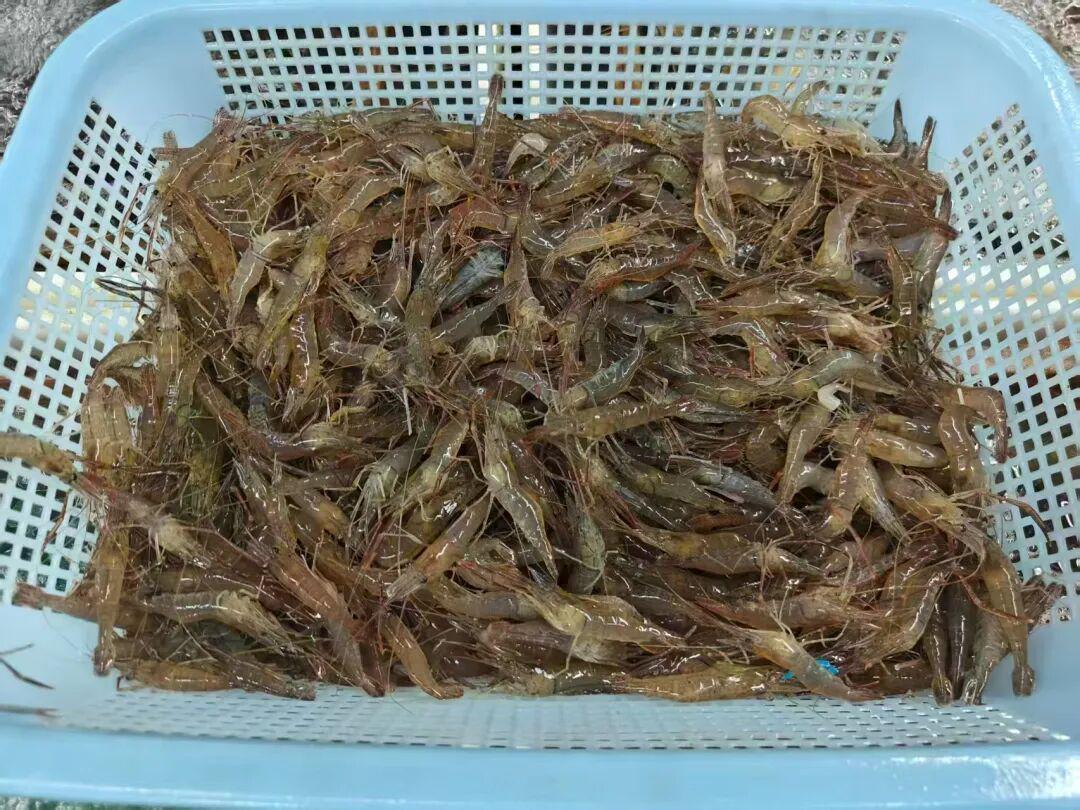  水产供应链深度剖析：季节性溢价与消费替代策略 IT技术