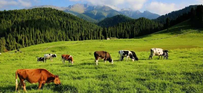 江布拉克景区2026年优惠政策全面解读：免票条款、成本控制与最优出行方案 文化旅游