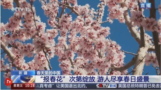  深度拆解“赏花经济”底层逻辑：新疆英吉沙县如何用17万亩杏花撬动乡村产业升级 文化旅游