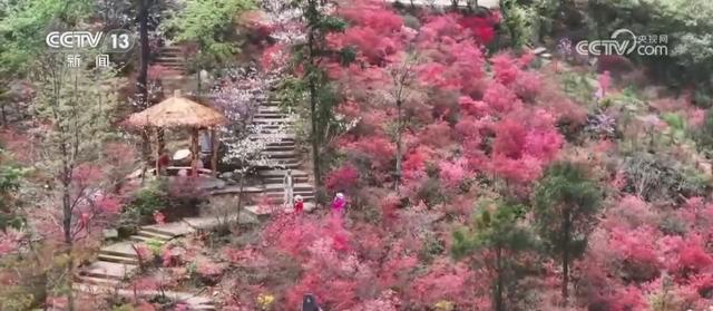  深度拆解“赏花经济”底层逻辑：新疆英吉沙县如何用17万亩杏花撬动乡村产业升级 文化旅游